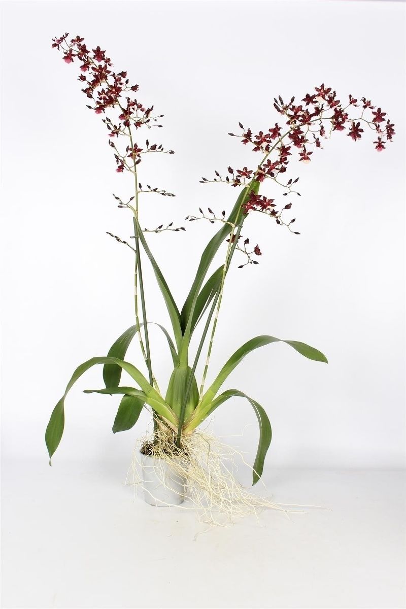 Орхидея Онцидиум микс 12/65 Голландия - Купить Орхидею Онцидиум в Москве с  доставкой